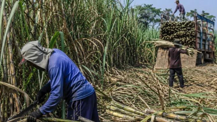 Jombang Genjot Produksi Gula Melalui Varietas Unggul
