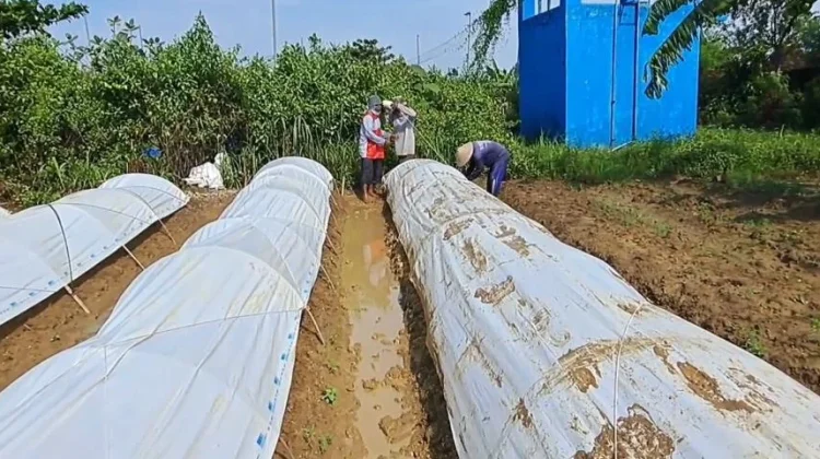 Musim Tanam Tembakau Dimulai, Petani di Jombang Kejar Target Luas Lahan