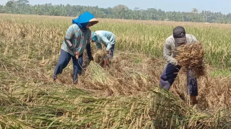 Bulog Didorong Optimalkan Serapan Gabah Petani Jombang