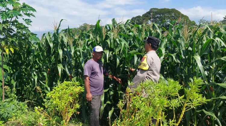 Petani Jagung di Kediri Waspadai Serangan Hama