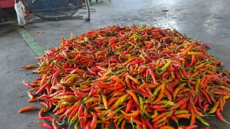 Pasokan Berkurang Harga Cabai Rawit Naik Rp6.000