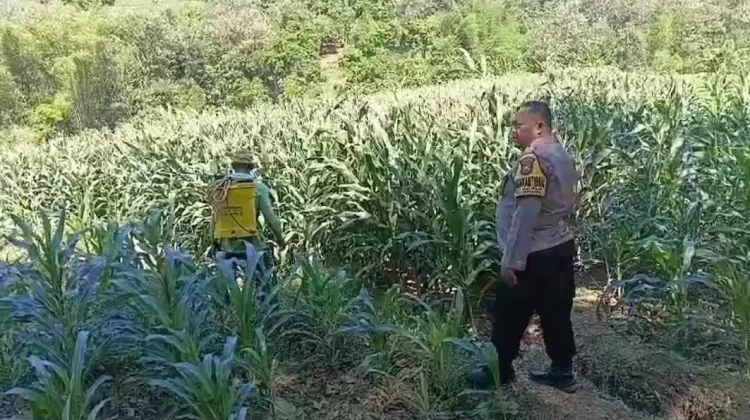 Polisi Turun Sawah Dampingi Petani Jagung Kediri