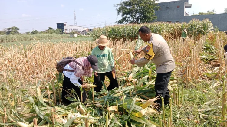 Petani di Kota Kediri Sukses Panen Jagung 5 Ton