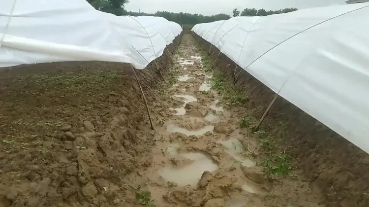 Petani Utara Brantas Hadapi Kendala Cuaca di Musim Tanam Tembakau