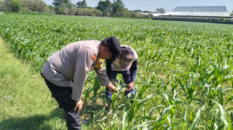 Optimalisasi Ketahanan Pangan, Petani di Kediri Waspadai Serangan Hama