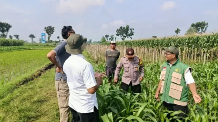 Dari Lahan Jagung Desa Kapi, Petani Jaga Keberlanjutan Ketahanan Pangan