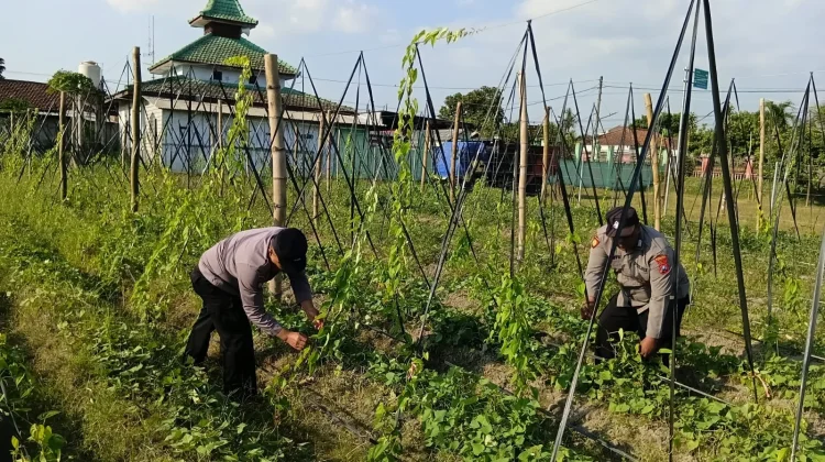 Pengembangan Budidaya Uwi Ungu di Kediri Kian Menjanjikan