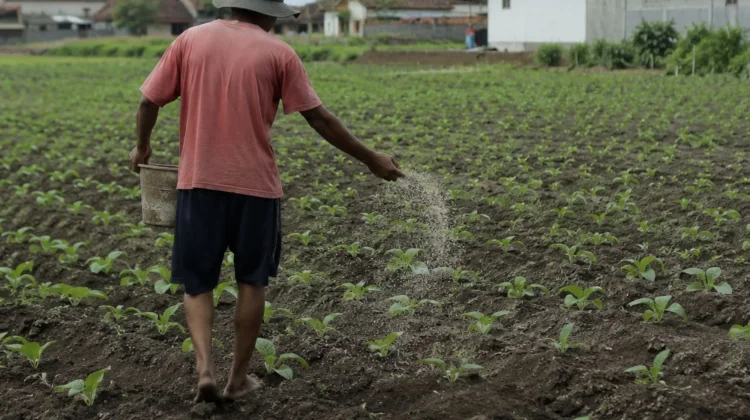 Biaya Produksi Naik, Bantuan Pupuk Jadi Harapan Petani Tembakau