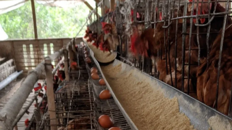Peternak Ayam di Jombang Keluhkan Tingginya Biaya Pakan