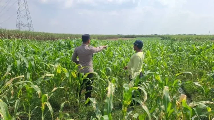 Sinergi Polisi dan Petani di Bareng: Mengawal Swasembada Pangan Lokal
