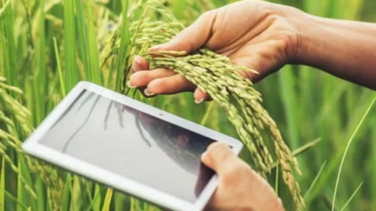Regenerasi Petani Jadi Kunci Pertanian Modern Indonesia