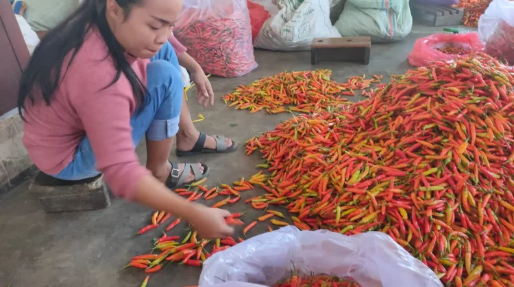 Harga Grosir Cabai di Kediri Stabil, Tertinggi Rp47.000 Per Kilogram