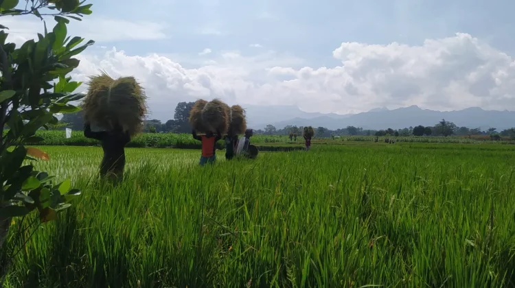 Cuaca Panas Berawan Petani Kediri Diimbau Waspada Hama Tanaman