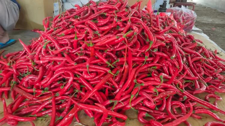 Kondisi Pasar Sepi Harga Aneka Cabai Alami Penurunan