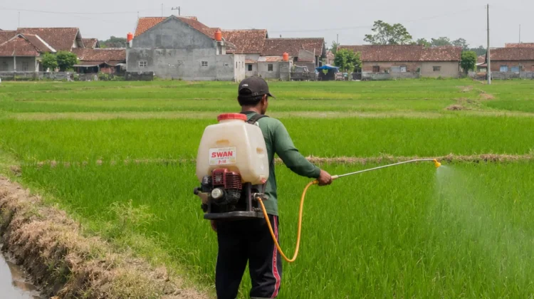 Petani di Jombang Diajak Perkuat Pengendalian Hama