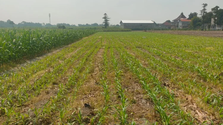 Petani Kediri Harus Keluarkan Biaya Tambahan untuk Pengairan di Musim Kemarau