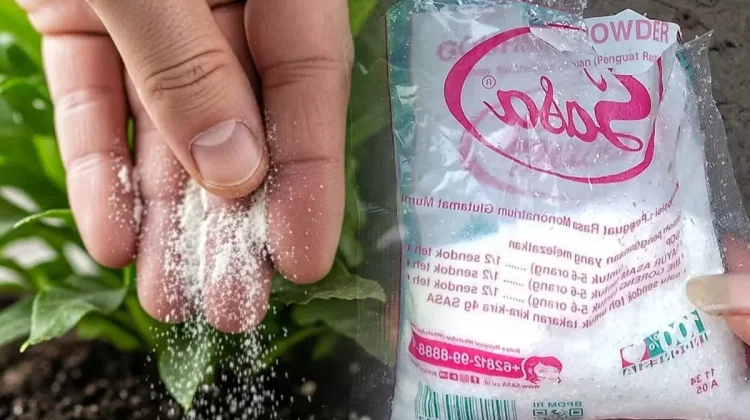 Memanfaatkan Micin sebagai Pupuk Tanaman