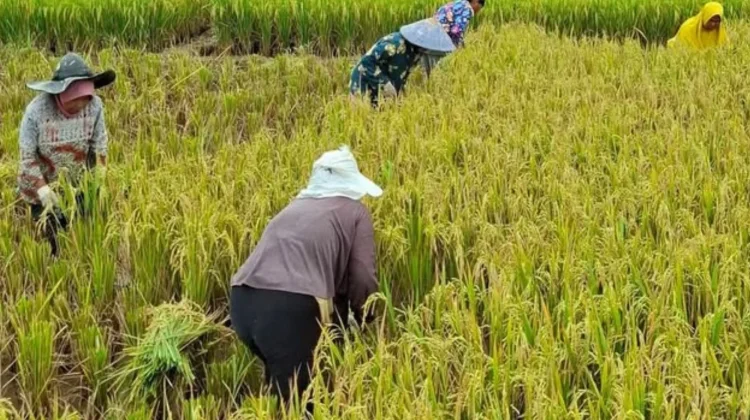 Nilai Tukar Petani Indonesia Capai Rekor 127,73 di Era Presiden Prabowo