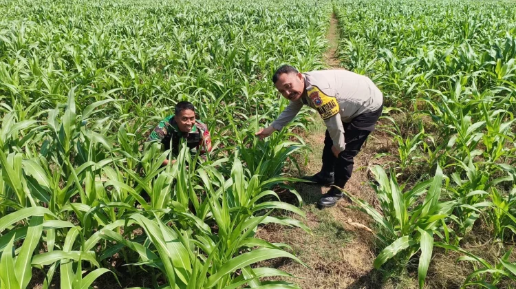 Petani di Kediri Perkuat Ketahanan Pangan dan Swasembada