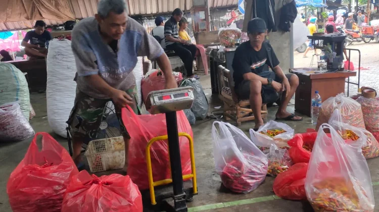 Harga Cabai Terendah di Kediri Rp15.000 Per Kilogram