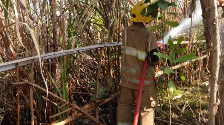 Lahan Tebu Terbakar, Pemilik Meninggal Dunia dalam Keadaan Sujud