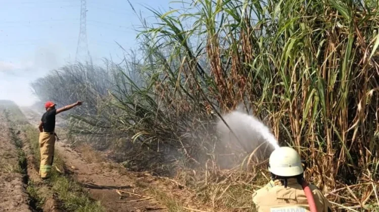 Angin Kencang, Lahan Tebu Milik Warga Hangus Terbakar