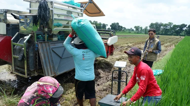 Bulog Kediri Lampaui Target Serapan Gabah 2026, Capai Setara 73.561 Ton Beras