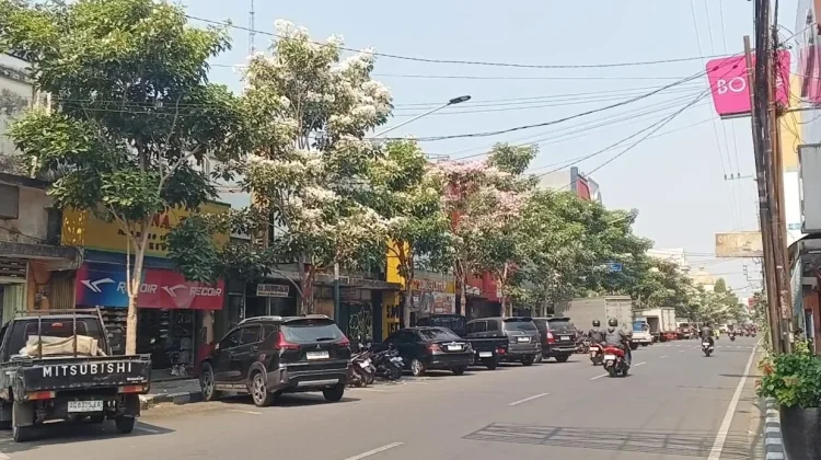 Tabebuya Bermekaran, Wajah Kota Kediri Kian Cantik