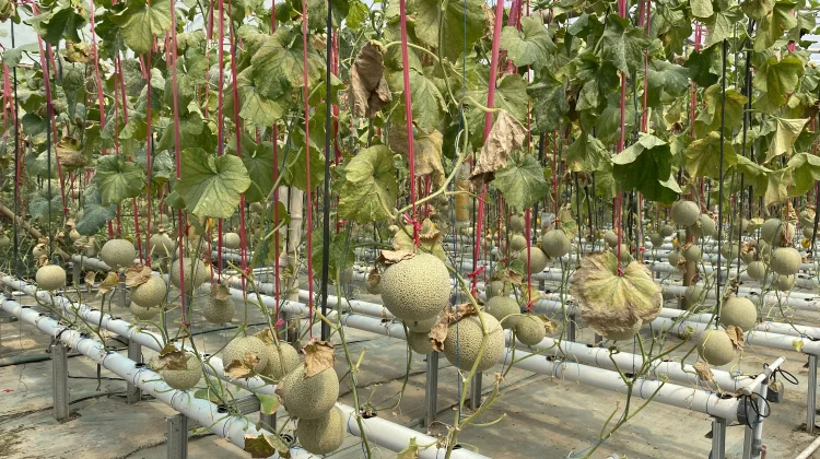 Petani Kediri Pilih Hidroponik Tingkatkan Kualitas Melon Panen