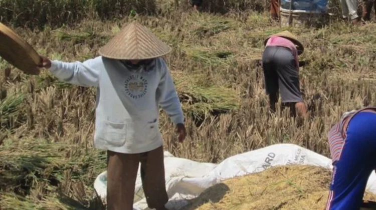 Panen di Musim Kemarau, Harga Gabah Jombang Masih Bertahan di Atas HPP