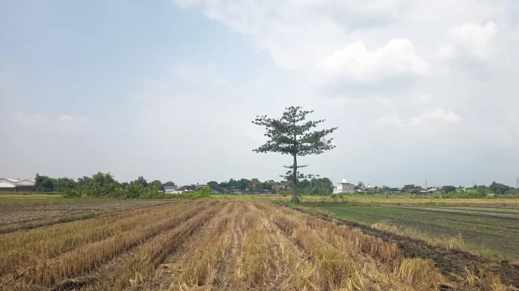 Kemarau Diprediksi Lebih Panjang, Petani Diminta Waspada