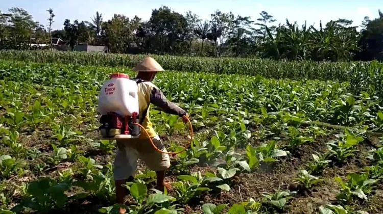 Anomali Iklim Tingkatkan Risiko Serangan Hama Tembakau
