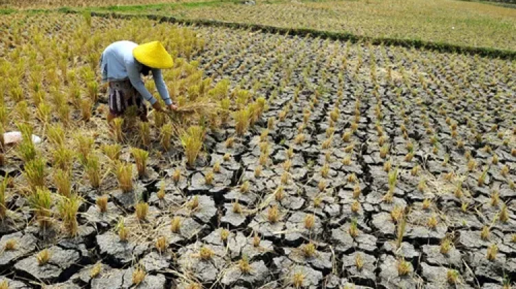 Jenis-jenis Kekeringan dan Dampaknya di Sepanjang Musim Kemarau