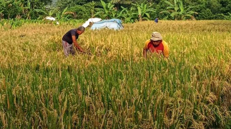 Mitigasi Gagal Panen, Pemkab Jombang Perkuat Jaring Pengaman Petani