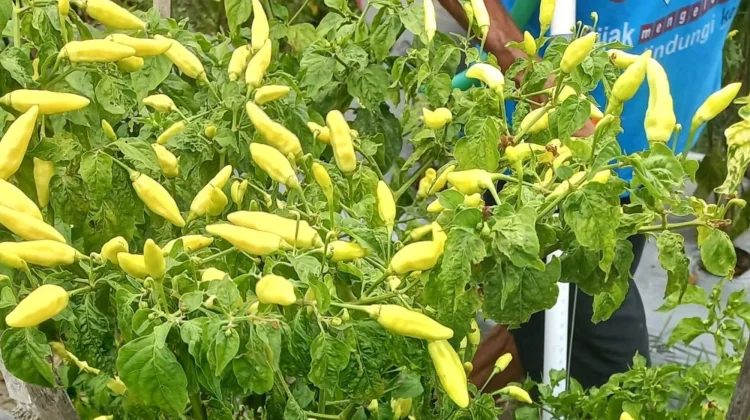Pasokan Mulai Berkurang, Harga Cabai di Kediri Kembali Naik