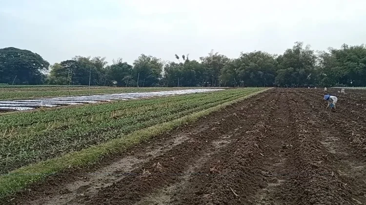 Dampak Musim Kemarau, Petani Kediri Mulai Beralih Tanam Jagung