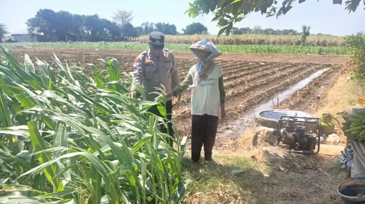 Polisi Tinjau Lahan Jagung, Warga Kediri Apresiasi Dukungan Ketahanan Pangan