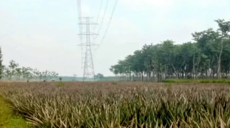 Menanti Keadilan dari Hutan, Warga Manggis Berharap Perhutani Turun Tangan