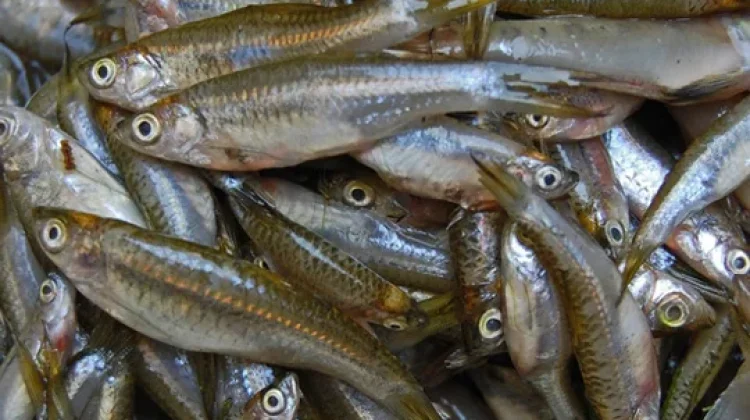 Ikan Wader Cegah Stunting