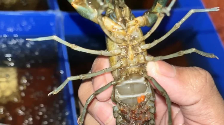 Riset Dosen-Mahasiswa UB PSDKU Kediri Bedah Misteri Gagal Panen Lobster