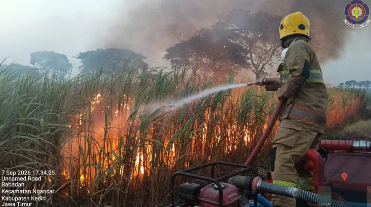 Lahan Tebu Milik PT SGN Terbakar, Kerugian Capai Rp33 Juta