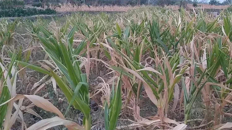 Kemarau Panjang, Petani Jagung di Kediri Terancam Gagal Panen
