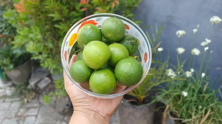 Harga Jeruk Nipis di Kediri Melonjak akibat Kemarau Panjang