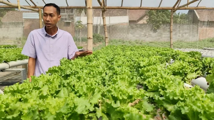 Budidaya Selada Hidroponik, Mantan Guru di Kediri Raup Rp30 Juta per Bulan