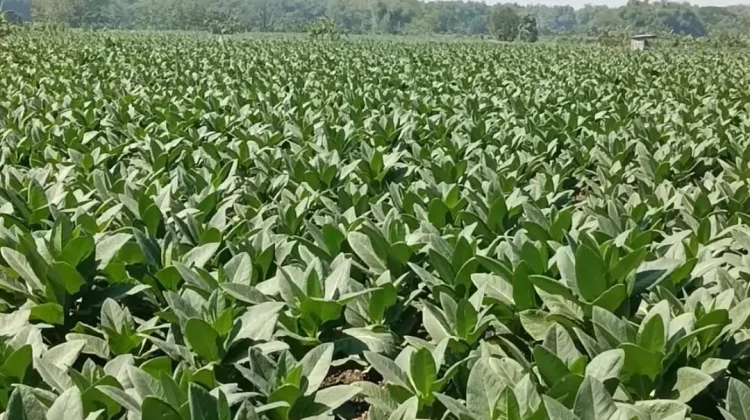 Produksi Menyusut, Petani Tembakau Jombang Hadapi Anomali Musim