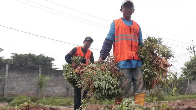Tingkatkan Ketrampilan, Warga Binaan Lapas Kediri Panen 120 Kg Ubi Cilembu