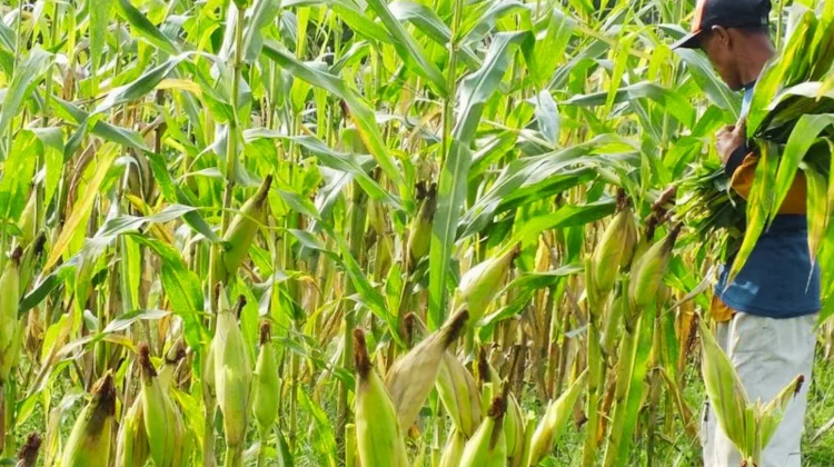 Kekeringan Mengintai, Kabupaten Kediri Jaga Produksi Pangan Tetap Aman