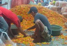 Permintaan Bertambah Harga Cabai di Kediri Naik