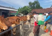 Kasus PMK di Jombang Tunjukkan Tren Penurunan