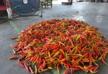 Harga Cabai Rawit di Kediri Kembali Turun